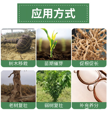 諾普信葉脈動 科學(xué)應(yīng)對黃化病，賦能植物光合作用